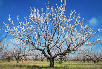 Flowering apricot trees at the garden. Beautiful spring landscape