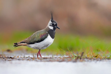 Northern lapwing (Vanellus vanellus)