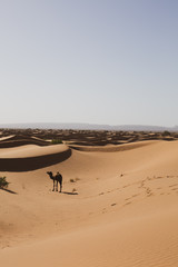 Obraz premium Camel searching for an oasis