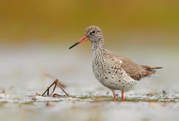 Common redshank (Tringa totanus)