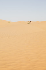 Fototapeta na wymiar Camel in the Sahara