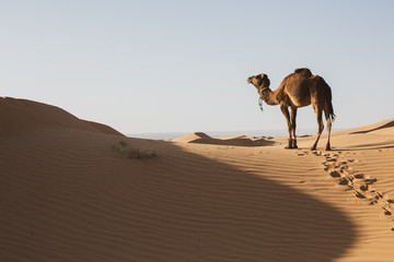 camel in the desert
