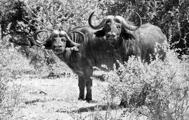 Cape Buffalo