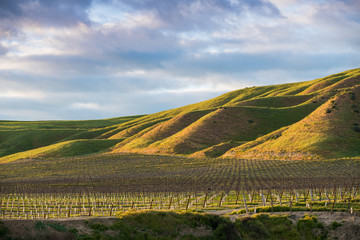 The setting sun illuminates a vineyard and green grassy hills in golden hues - spring in Paso...