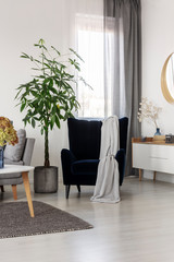 Big green plant in concrete pot next to comfortable grey sofa with blue blanket