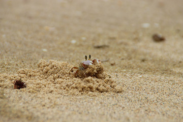 Krabbe schaufelt Sand