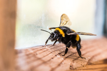 bumblebee on the window