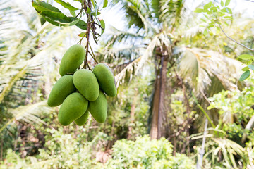 green mango hanging,mango field,mango farm. Agricultural concept,Agricultural industry concept.Mangoes fruit on the tree in garden, Bunch of green ripe mango on tree in garden. Selective focus