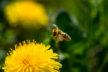 Bee an dandelion - pollination