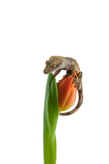 Crested gecko on a Flower isolated on white background