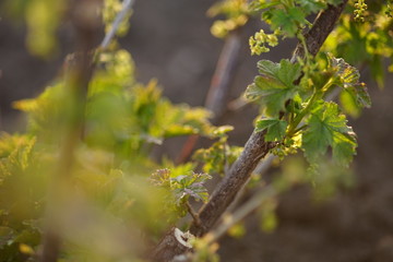 Beautiful young leaves of gooseberry bush in the spring garden at sunset