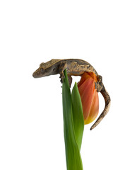 Crested gecko on a Flower isolated on white background