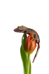 Crested gecko on a Flower isolated on white background