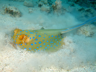 Bluespotted stingray (taeniura lymma)