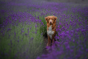 dog Nova Scotia duck tolling Retriever in lavender. Pet in the summer on the nature in colors