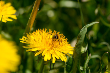 Bee an dandelion - pollination