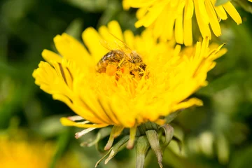 Fotobehang Bee an dandelion - pollination © picarts.de