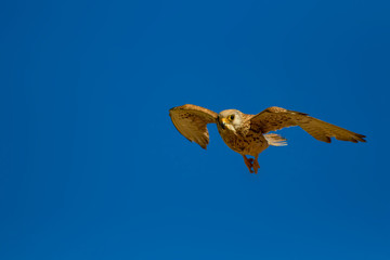 Bird of prey. Flying falcon with its hunt. Nature background. Bird: Lesser Kestrel. Falco naumanni. 