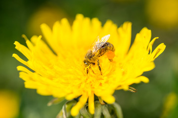 Bee an dandelion - pollination