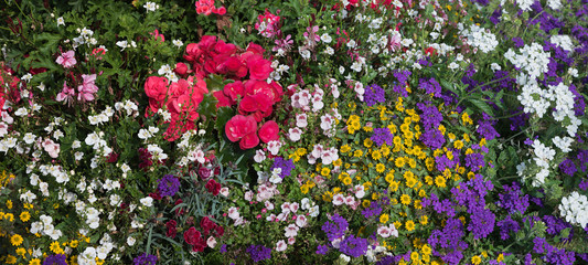 bunte Sommerblumen mit Verbenen, Elfenspiegel, Nelken und Husarenknöpfchen