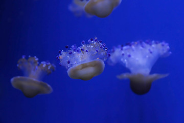 jellyfish in the sea
