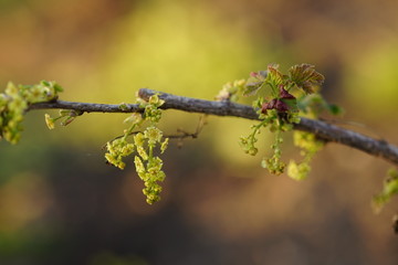 Blooming young gooseberry in the spring garden at sunset.