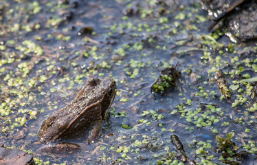 frog in pond