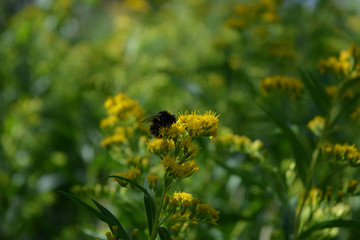 Goldenrod wildflower on blurred natural  background. Bumblebee collects nectar from flower.