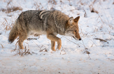 Fototapeta na wymiar Coyote in the wild
