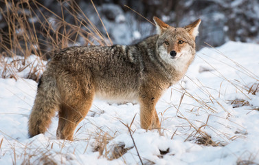 Coyote in the wild