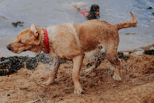 dog, rio, cachorro, labrado,