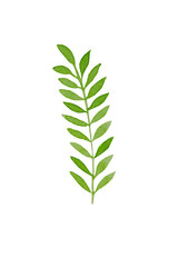 Hand drawn watercolor tropical plant leaf. Exotic, summer leaf, foliage. Desing template element.