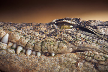 Obraz premium Detail of a crocodile's eye staring
