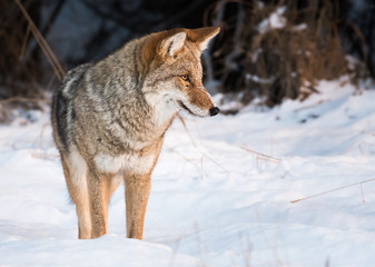 Coyote in the wild