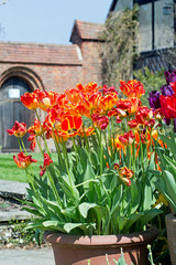 Obraz premium Large patio pot of Bright Orange and red scalloped tulips with a brick wall and wooden arched doorway in the background