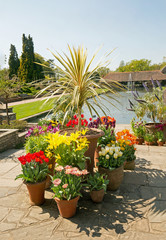 Fototapeta na wymiar Various Colourdul tulip display with a large palm like tree, against a small lake background in an English Country Garden in Surrey England