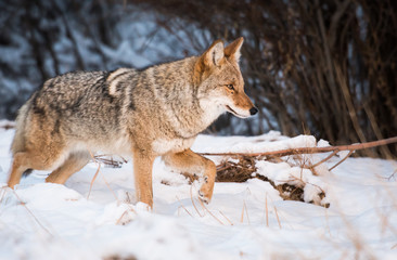Coyote in the wild