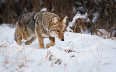Coyote in the wild