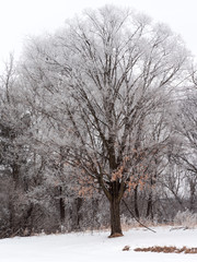 A tree covered in hoarfrost on a clod winter day