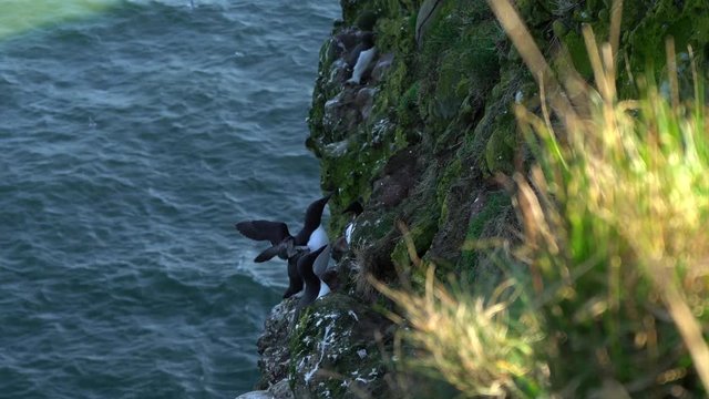  Razorbill (Alca torda) nesting on coastal cliff Scotland. North Sea. Firth of Forth. UK