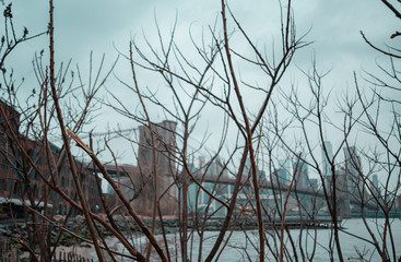 Nature and Brooklyn Bridge 