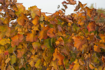 Vineyards in the autumn with red foliage. Transition of the vine to wintering. Wine-making. Technology of wine production. Wine production in Moldova.