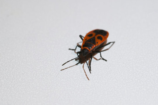 Pyrochroidae fire beetle close up macro