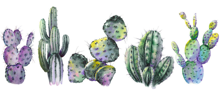 Set of green cactus plants. Watercolor illustration on white background. Isolated elements for design.