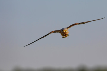 Bird of prey. Flying falcon with its hunt. Nature background. Bird: Lesser Kestrel. Falco naumanni. 
