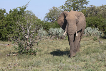 Afrikanischer Elefant / African elephant / Loxodonta africana