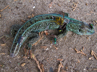 The sand lizard (Lacerta agilis) is a lacertid lizard. Dead reptile are eaten by insects. Flies and wasps eat the corpse of an animal.