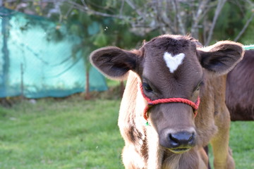 Vacas Bebes. Terneros, Becerros