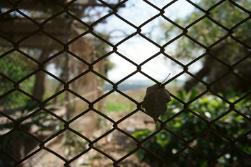 Closeup view of chain link fence with blurred background