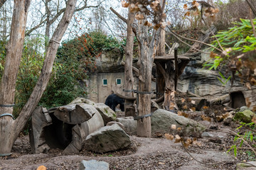 Leipzig Zoo Sloth Bear Ravine.